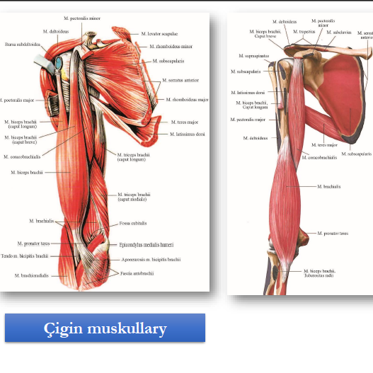 Eliň muskullary. Be&yacute;an sapagy.